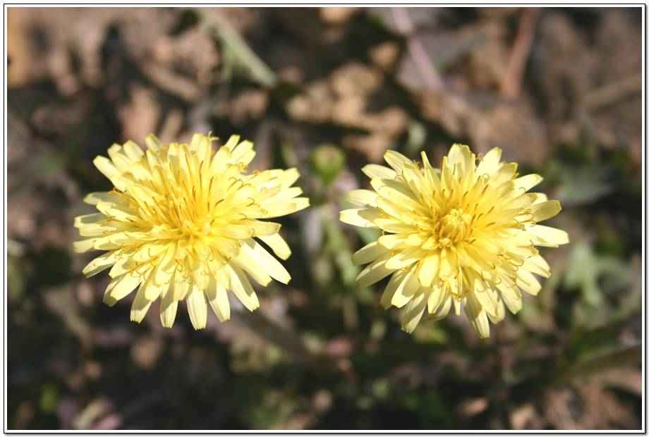 20060325_74.jpg