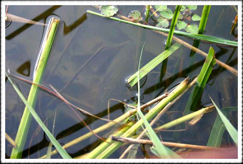 20070526_23.jpg