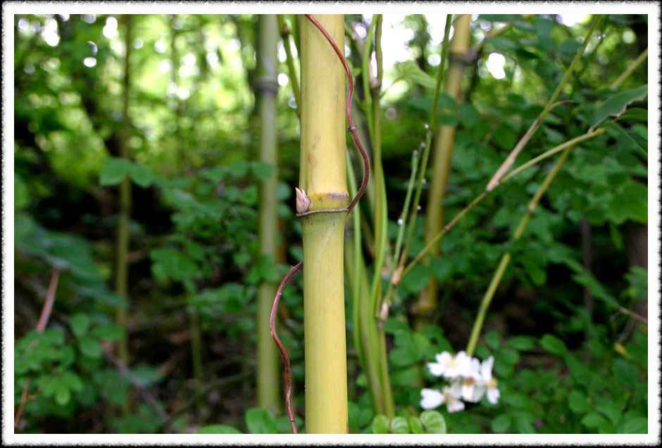 20070526d_11.jpg