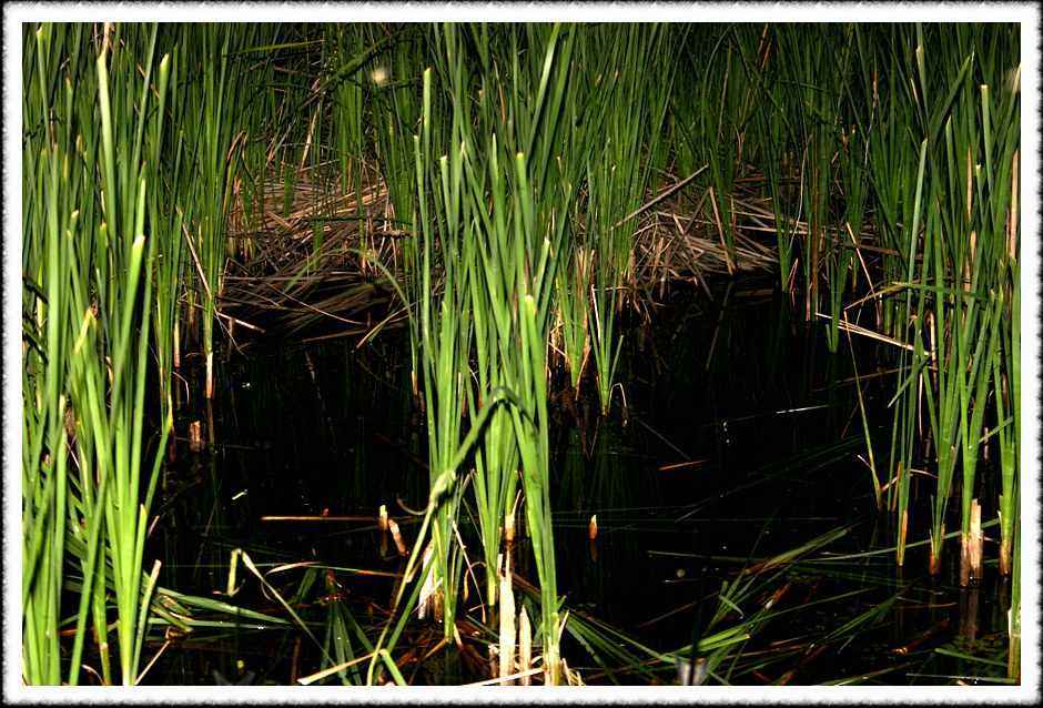 20070605_22.jpg