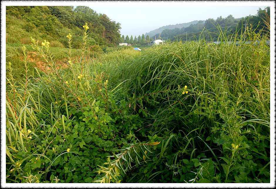 20080804_24.jpg