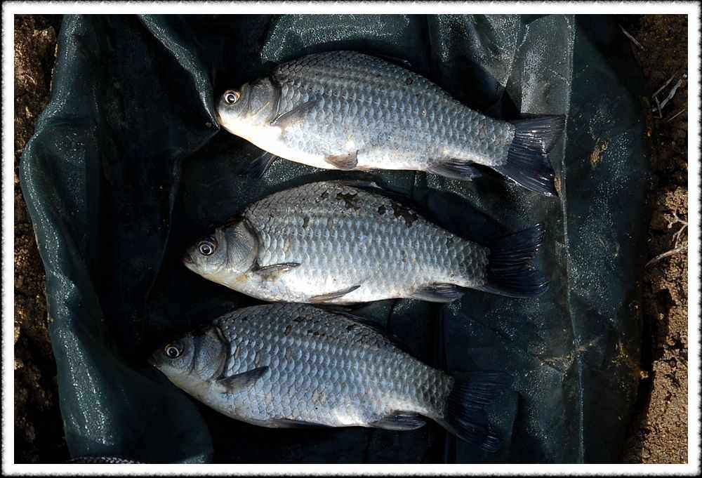 20090306_17.jpg