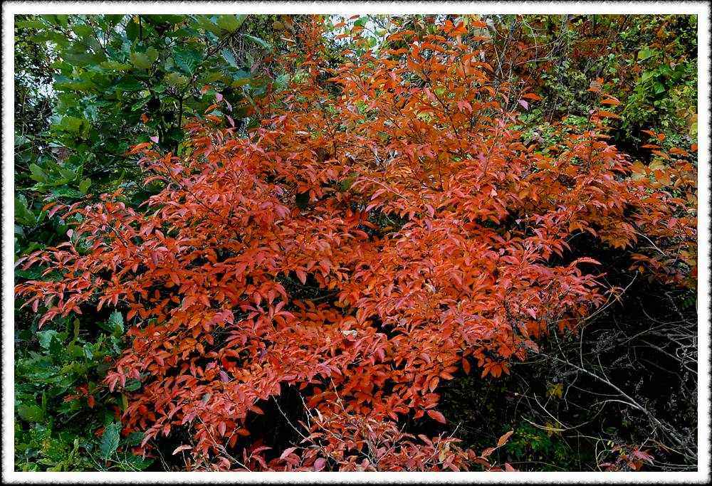 20091101a_13.jpg