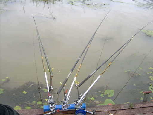 NW 045_fish_pay03323885.jpg