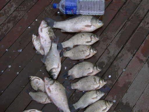 NW 089_fish_pay02285038.jpg