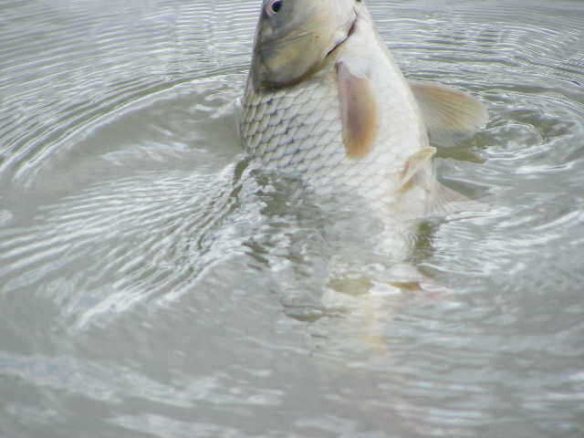 NW 473_fish_pay12344584.jpg