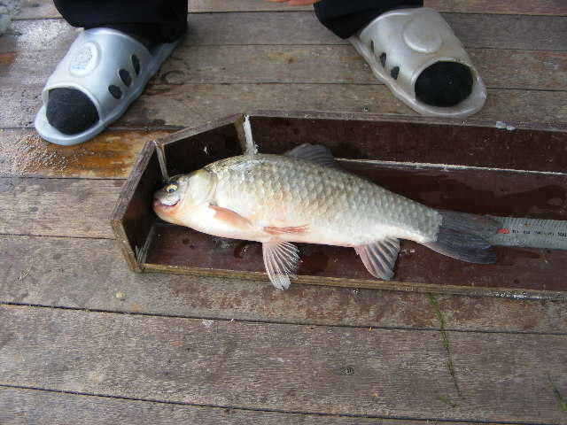 NW 563_fish_pay05414741.jpg