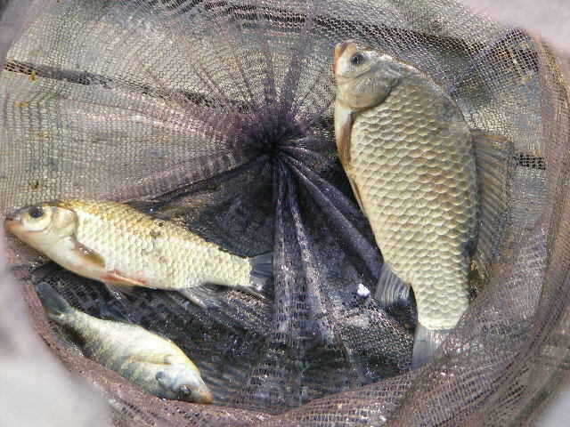 jjs 308_fish_pay03510037.jpg