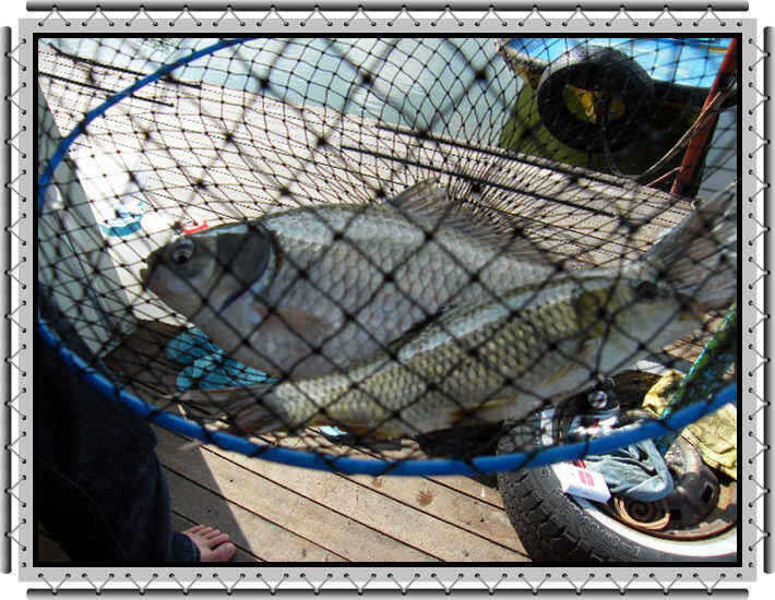 new 1041_fish_pay03075821.jpg