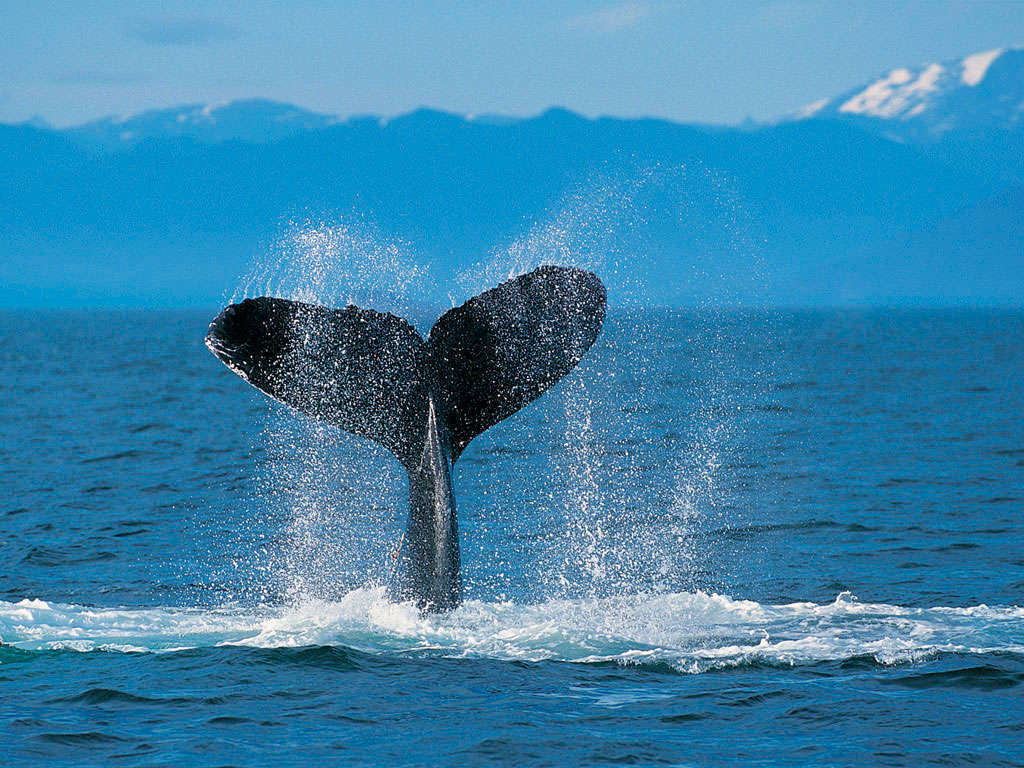 Humpback Whale_jo_01504141852.jpg