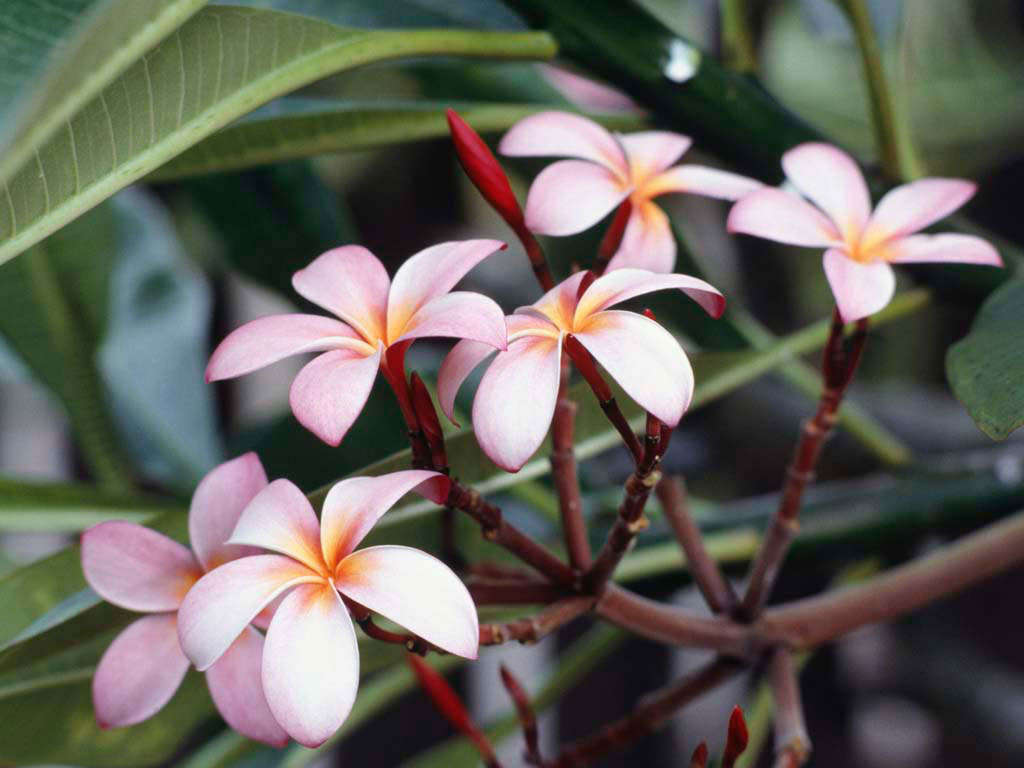 Frangipani Flowers_jo_01711074016.jpg